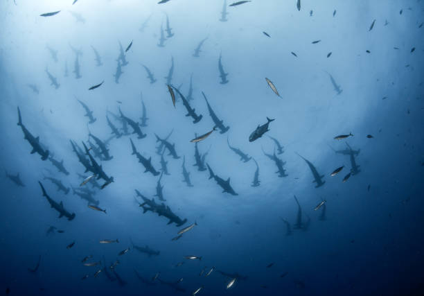 istock Hammerhead shark at Cocos Island, Costa Rica 1018365030