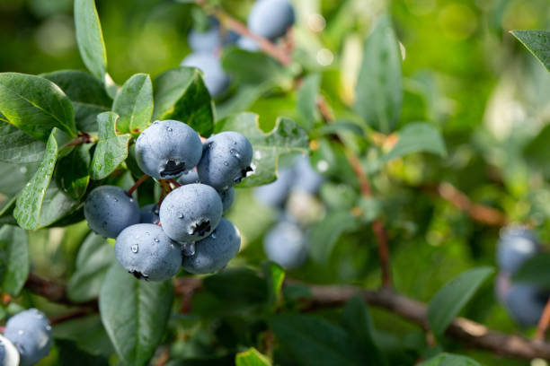 istock Fresh Organic Blueberries on the bush. close up 1018365094