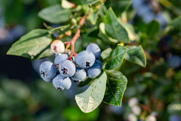 istock Fresh Organic Blueberries on the bush. close up 1018365246
