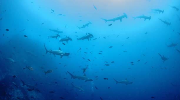 istock Hammerhead shark at Cocos Island, Costa Rica 1018365418