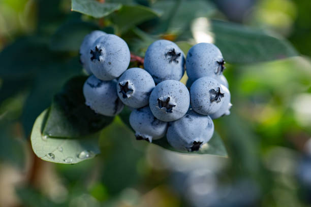 istock Fresh Organic Blueberries on the bush. close up 1018365550