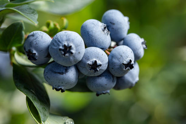 istock Fresh Organic Blueberries on the bush. close up 1018365640
