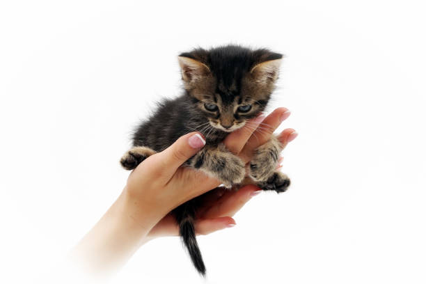 istock cute little kitten sitting on the palms 1 1018365750