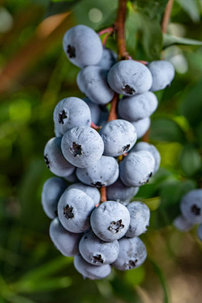 istock Fresh Organic Blueberries on the bush. close up 1018365772
