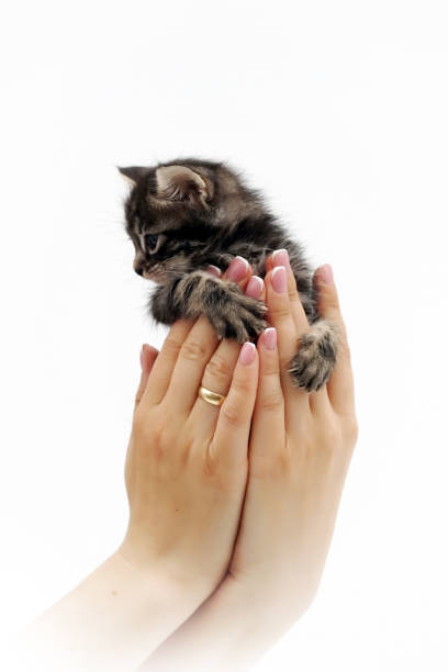 istock cute little kitten sitting on the palms 3 1018365810
