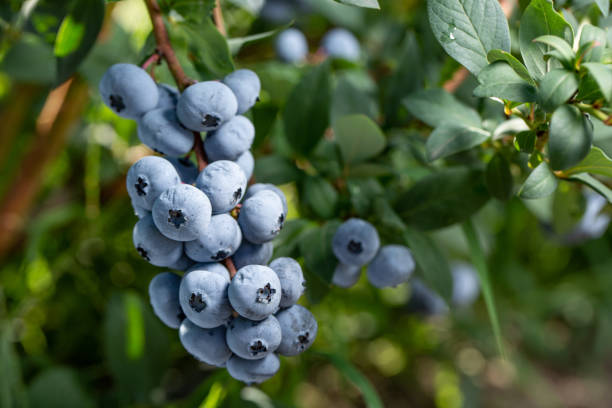 istock Fresh Organic Blueberries on the bush. close up 1018365820
