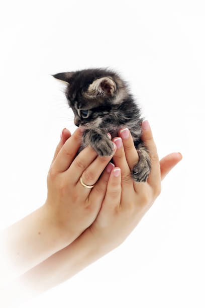 istock cute little kitten sitting on the palms 6 1018365944