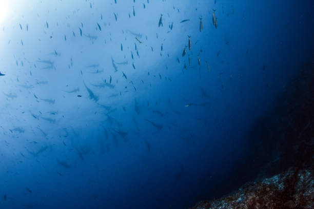 istock Hammerhead shark at Cocos Island, Costa Rica 1018368232