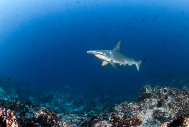 istock Hammerhead shark at Cocos Island, Costa Rica 1018368884