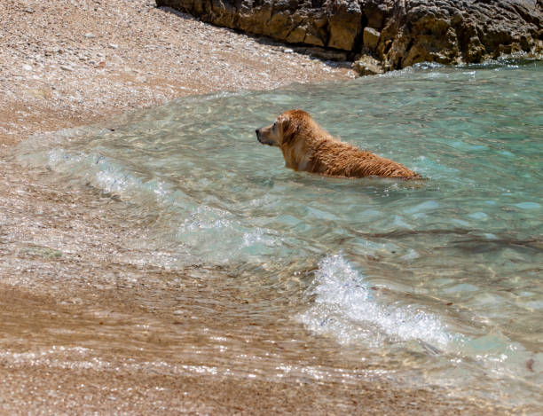 istock Cute Dog In The Sea 1018369880