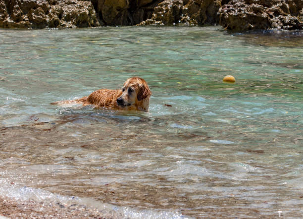 istock Cute Dog In The Sea 1018370040