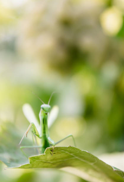 istock Mantis and fresh green garden 1018375292