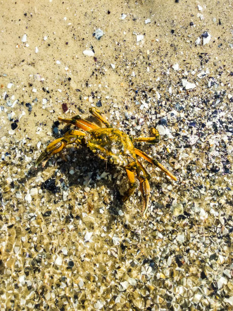 istock Sea crab on the beach 1018378950