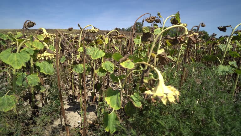 Sunflower field dried up