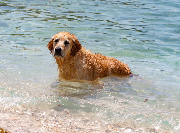 istock Player Dog In The Beach, Antalya, Turkey 1018380344
