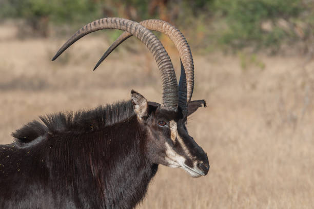594 Sable Antelope Stock Photos, Pictures & Royalty-Free Images - iStock | Giant sable antelope 594 Sable Antelope Stock Photos, Pictures & Royalty-Free Images - iStock | Giant sable antelope