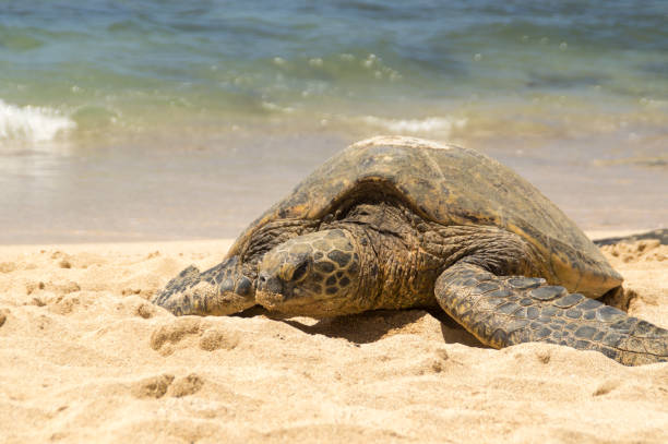 istock hawaiian grean sea turtle 1018389140