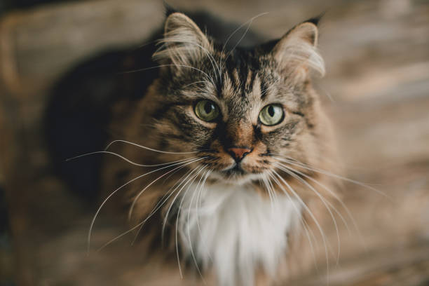 istock Gray kitten cat with stripped fur chest 1018389358