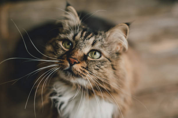 istock Gray kitten cat with stripped fur chest 1018389412