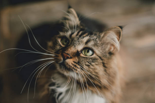 istock Gray kitten cat with stripped fur chest 1018389454