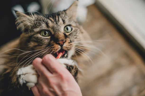 istock Gray kitten cat with stripped fur chest eat vitamin 1018389500