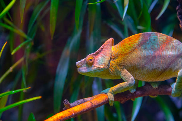 Chameleon Close up of a colorful Chameleon in wilderness of Singapore. chameleon stock pictures, royalty-free photos & images