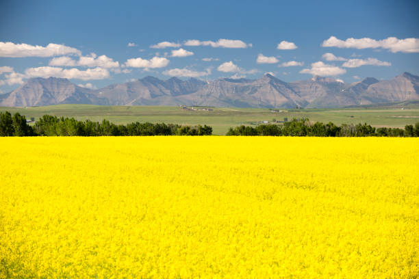 istock Canola Field In Bloom Alberta 1018389960