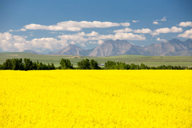 istock Canola Field In Bloom Alberta 1018390172
