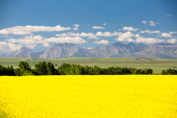 istock Canola Field In Bloom Alberta 1018390252