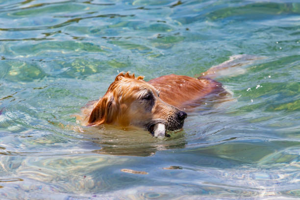 istock Player Dog, Golden Retriever 1018390274
