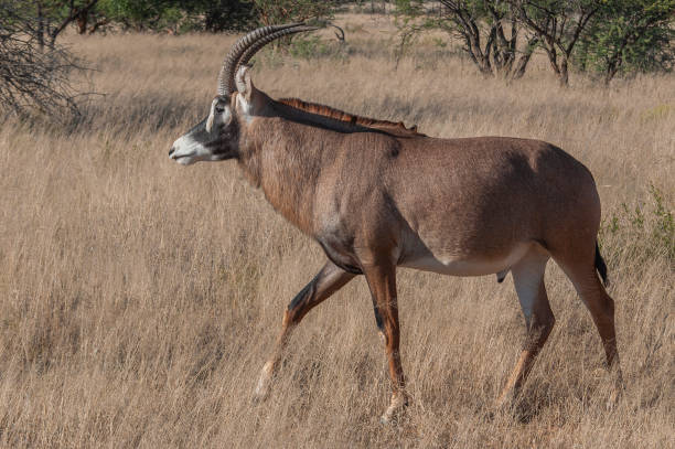 istock Male Roan antelope on game farm 1018390408