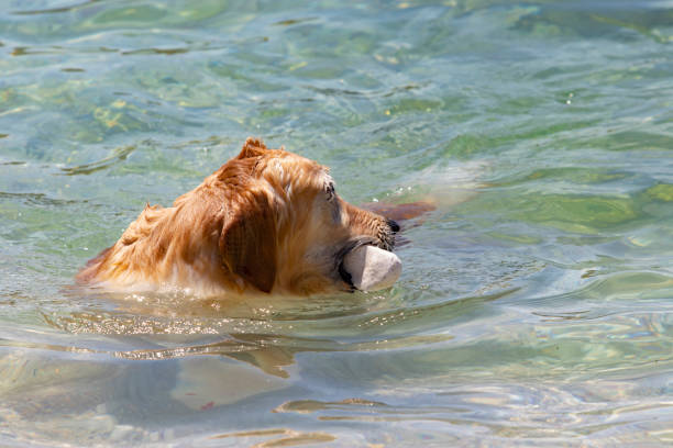 istock Player Cute Dog In The Sea 1018392860