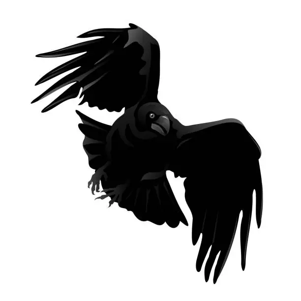 Vector illustration of Raven, realistic vector silhouette,