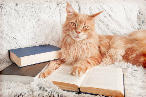 istock Maine Coon cat with books lying on the couch 1018397934