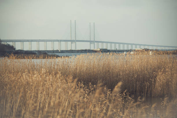 oeresund bridge behind the grass in malmo, sweden.