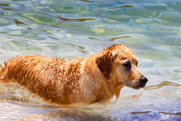 istock Cute Dog, Golden Retriever 1018398028