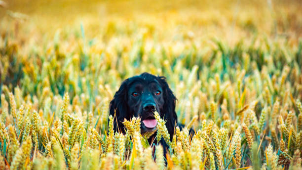 Space on right for text next to happy puppy making eye contact