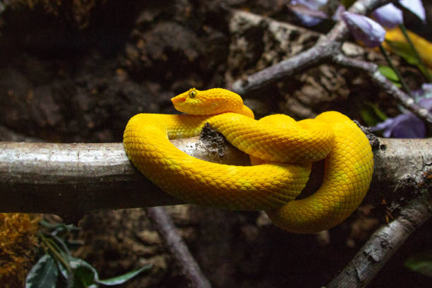 istock Eye lash viper snake - Bothriechis schlegelii 1018401370