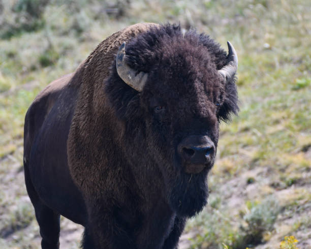 istock A bison's soulful stare. 1018404482
