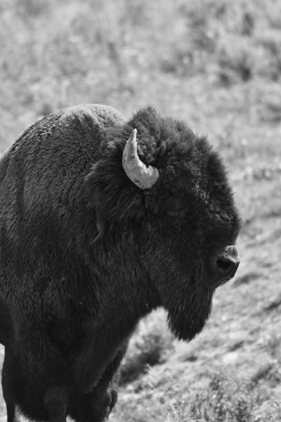 istock A profile of a bison in black and white. 1018404490