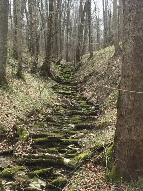 Beautiful path in woods