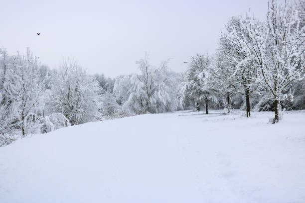 snow landscape frankenthal - frankenthal imagens e fotografias de stock