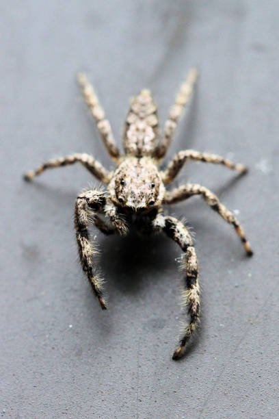 istock close-up of a hairy tan spider 1018413414