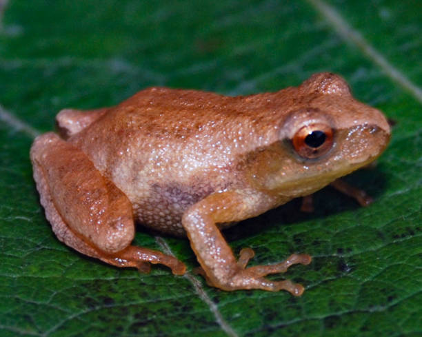 Spring Tree Frog Peeper Frog Stock Photos, Pictures & Royalty-Free Images - iStock