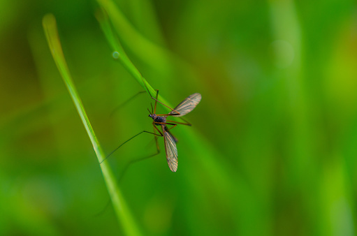 Crane fly on reed