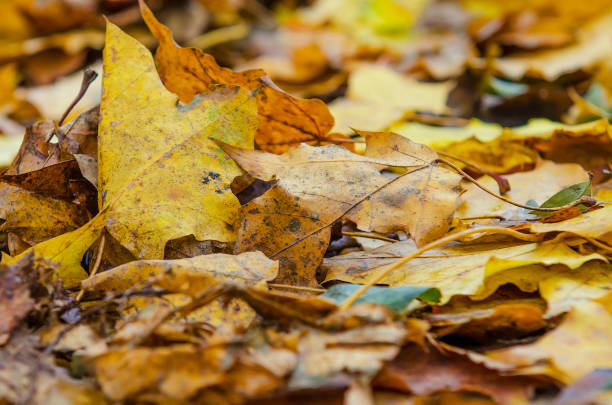 istock Autumn fallen leaves on the ground 1018425122