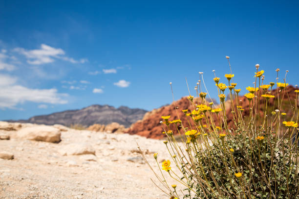 Wildflowers in Red Rock Canyon, Las Vegas, Nevada, USA