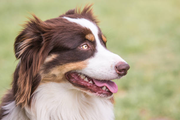 istock Australian shepherd dog living in Belgium 1018432720