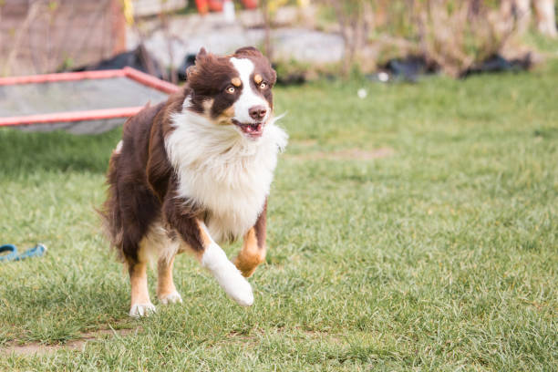istock Australian shepherd dog living in Belgium 1018432736