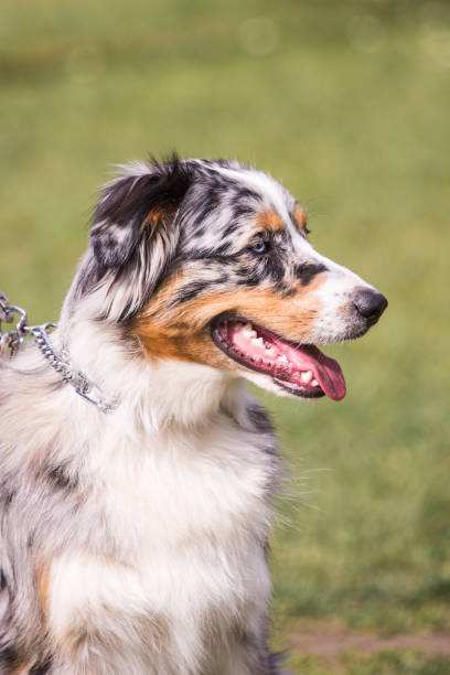 istock Australian shepherd dog living in Belgium 1018432814